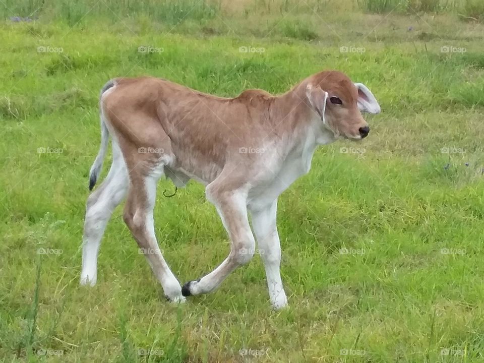 newborn baby Brahman calf