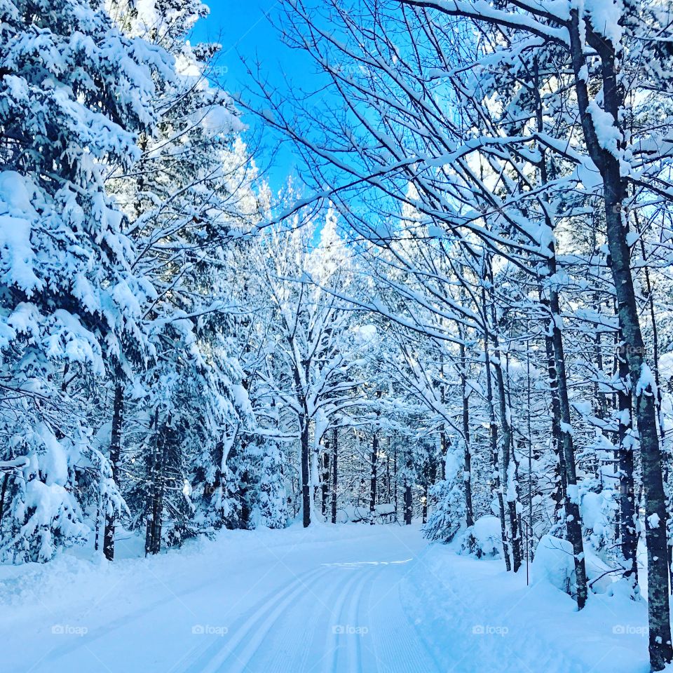 Beautiful Northern Ontario Forest after a heavy snow 