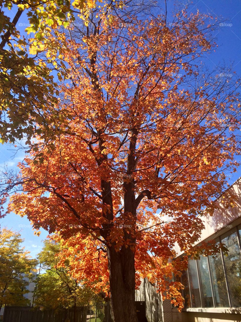 Beautiful Autumn Toronto 