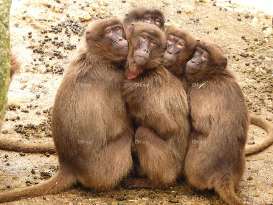 monkey group picture