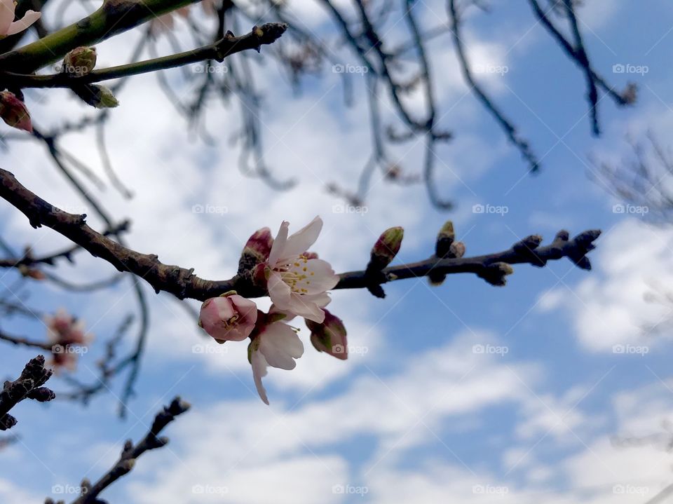 Almond tree flower one of the first trees to show spring is on its way in Johannesburg 