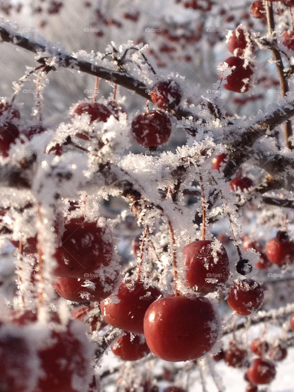 Frozen Fog First Thing in the Morning