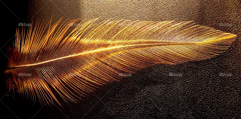 golden feather