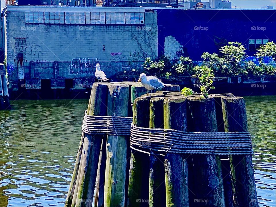 Two adult seagulls were sitting side by side on the wooden pilings by the „Pulaski Bridge“ at „Newtown Creek“ in LIC, Queens today and I immediately had to take a picture. 2023. Hypnotic Productions