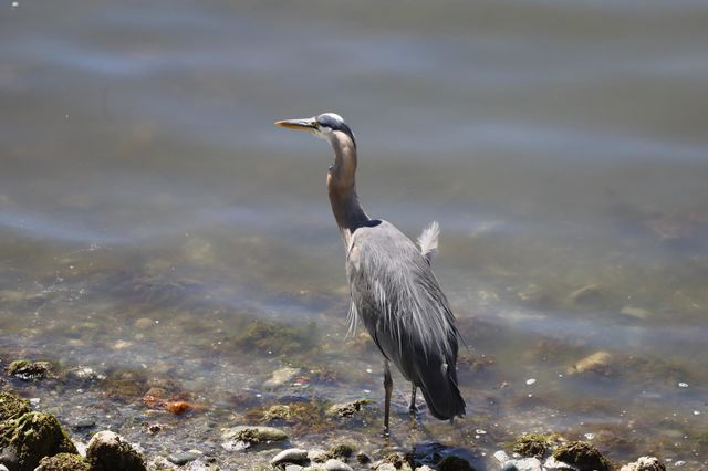 Heron
