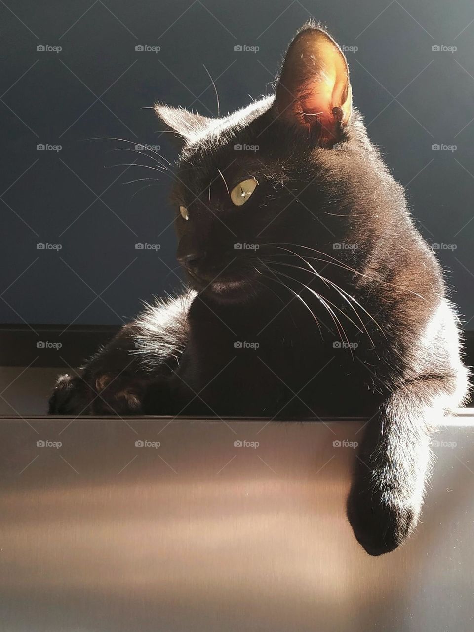 A black cat looking to the side as it basks in the morning sun somewhere hidden at the top of the house... "No matter how much I hide, they always find me!"