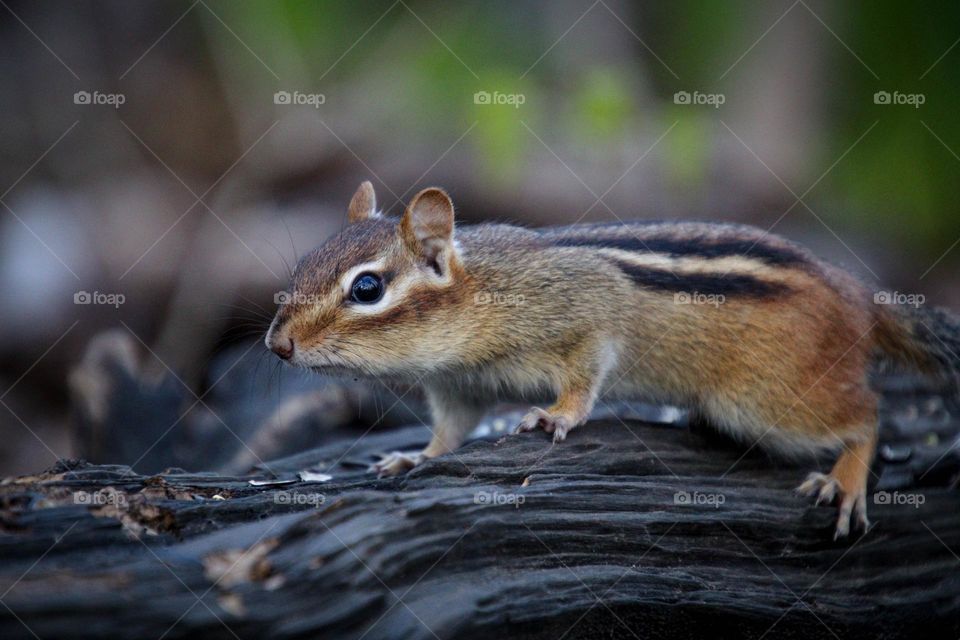 Curious chipmunk