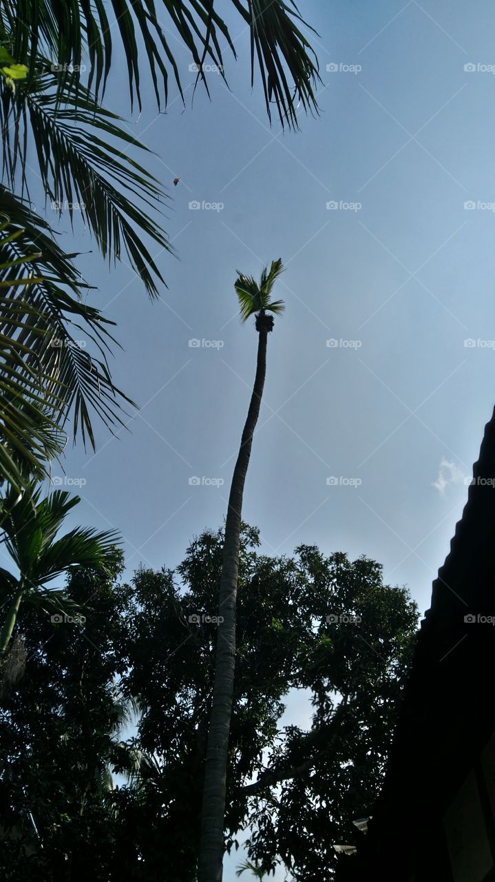 high coconut tree