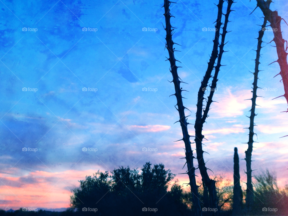 sky color cactus arizona by melody