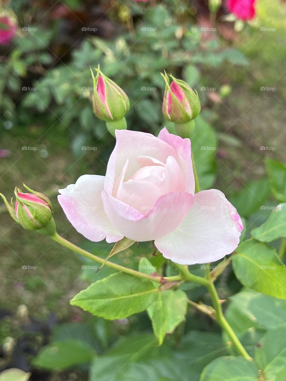 Roses in Yuanshan Flower Expo Park