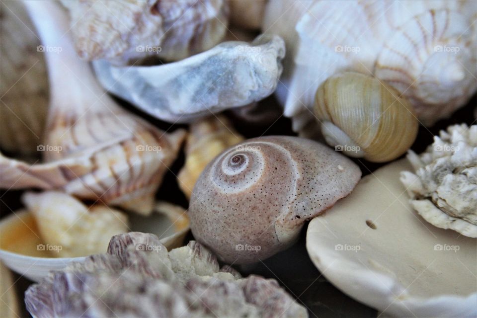 A close-up of seashells