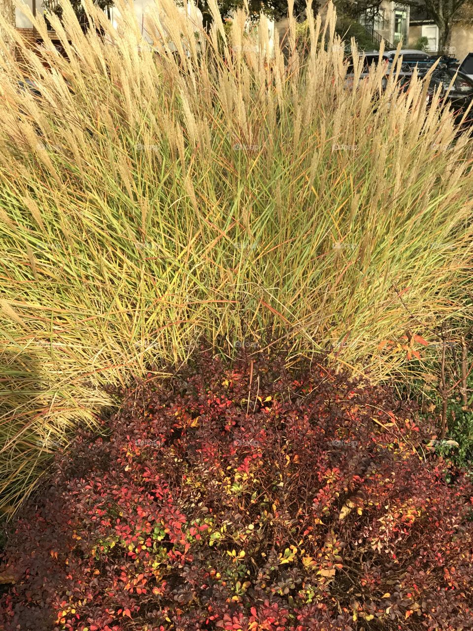 Golden grass above red leaves 