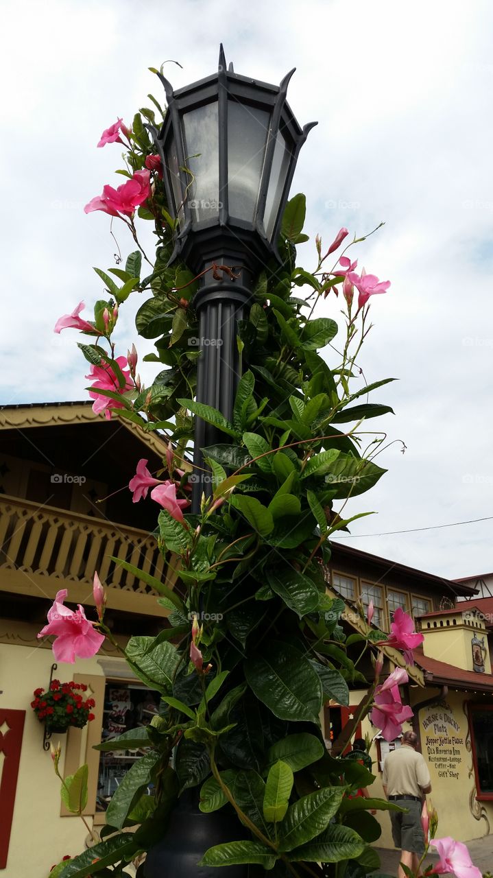 Clematis vine on lamppost. This was a quick photo I snapped during a visit to Helen, Georgia.