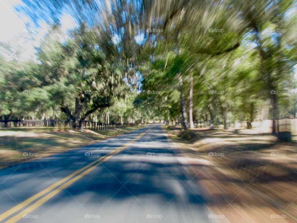 Driving through oaks