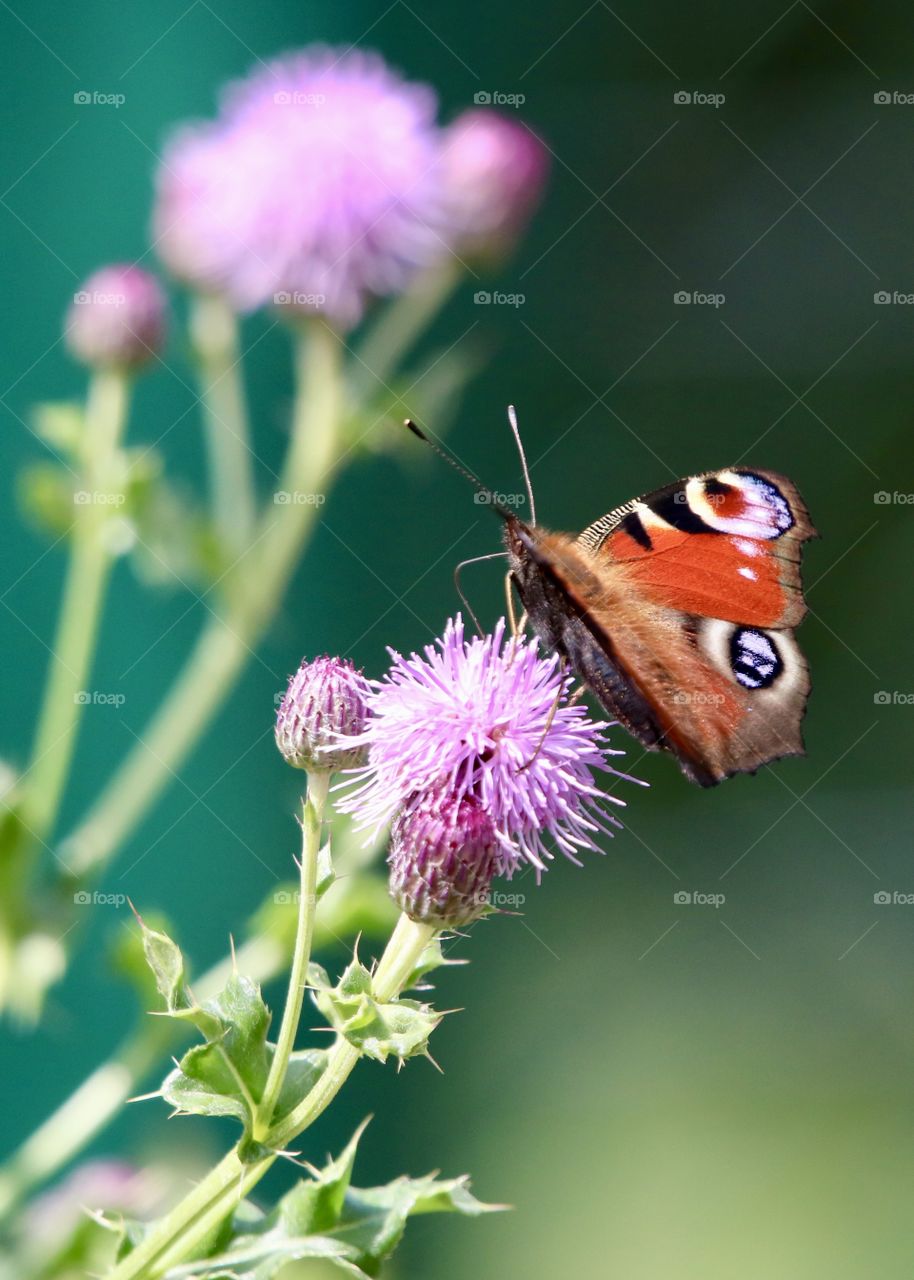 Insect, No Person, Butterfly, Nature, Flower