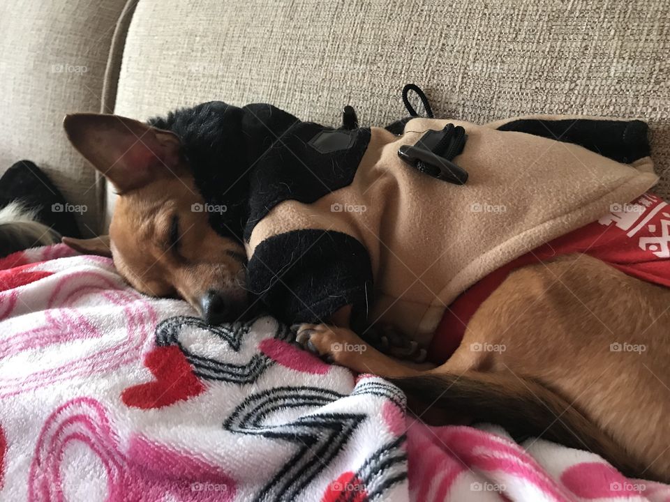 Chihuahua sleeping 
