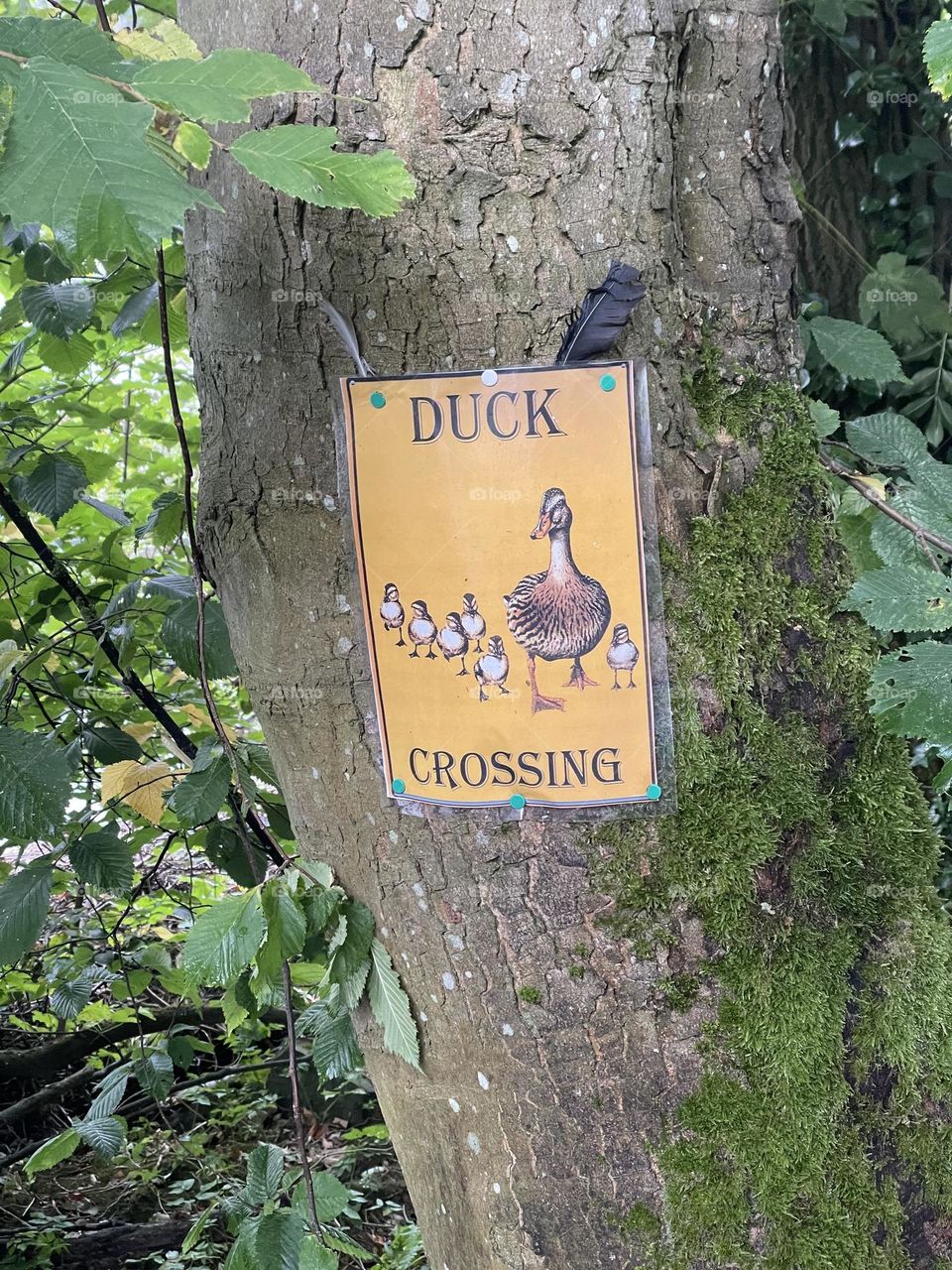 Sign on a tree … look out for ducks 🦆