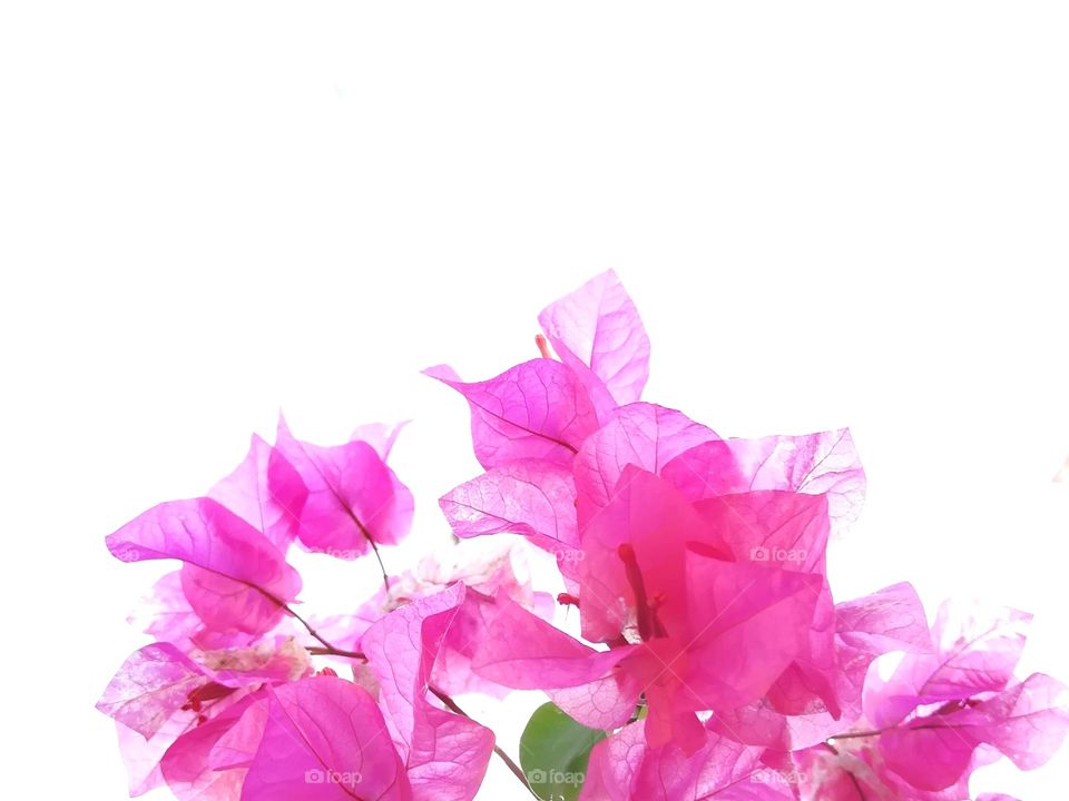 flowers and textures bougainvillea