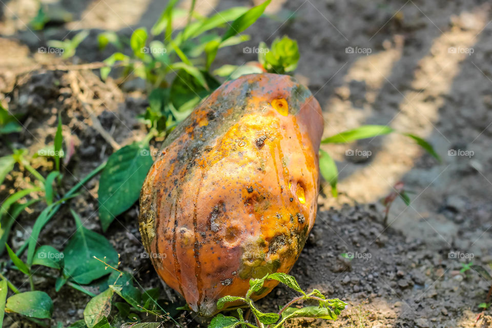 Papaya fruit rot