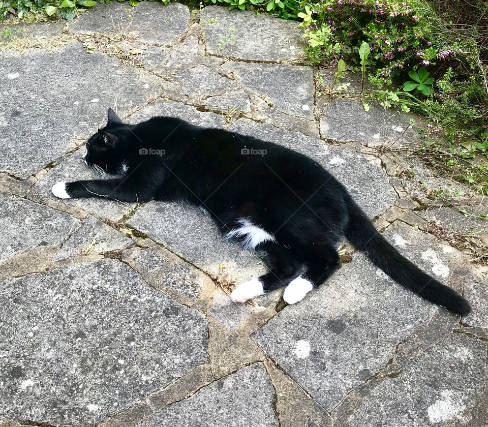 Hot black and white sleeping cat on a patio in the summertime 