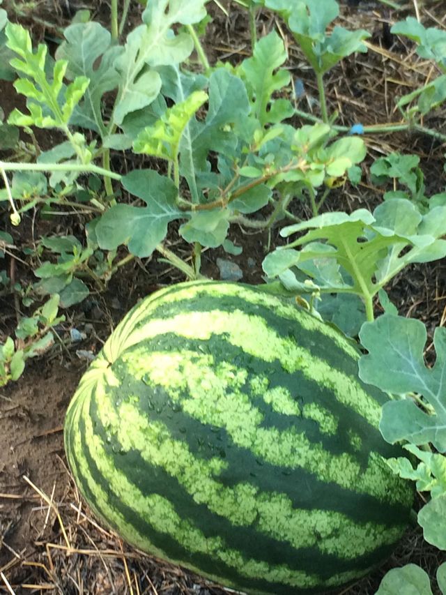 Watermelon 