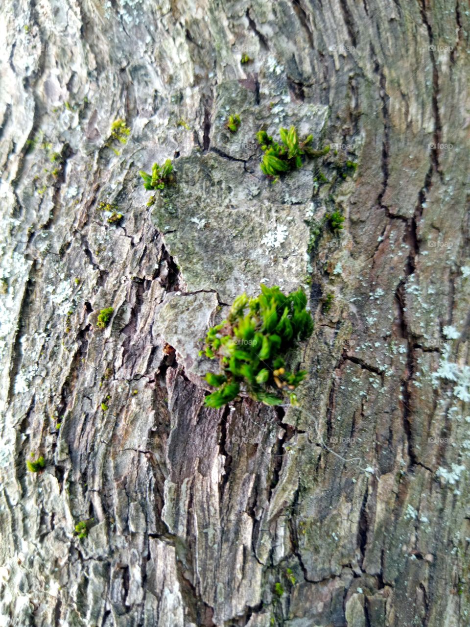 мох на дереве