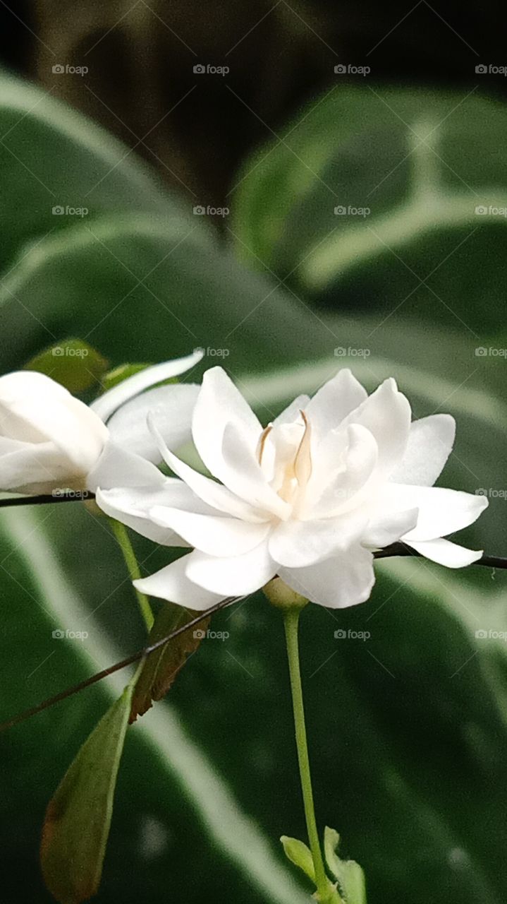 white flower