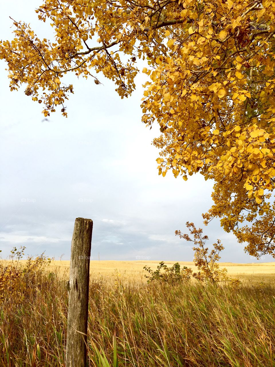 Yellow leaves on the countryside 