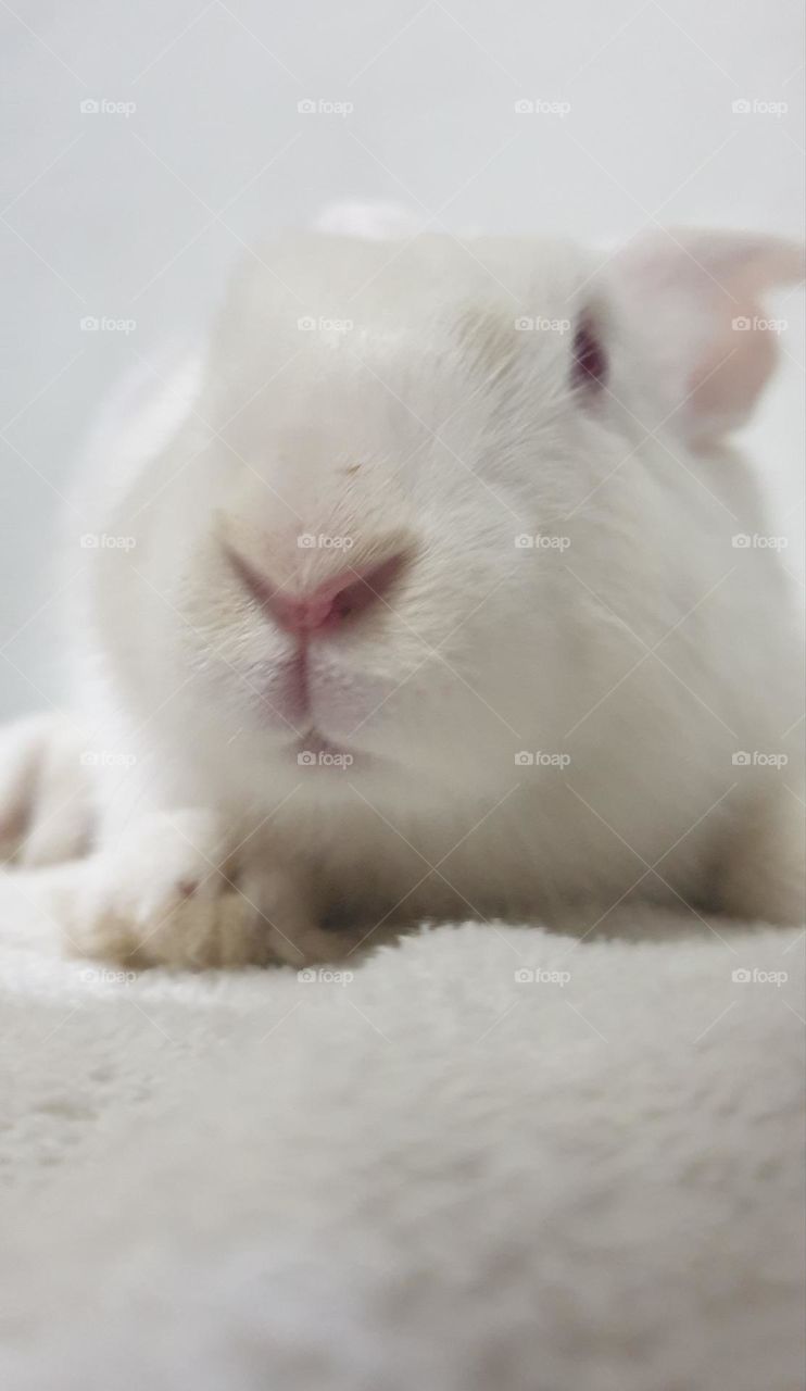 Beautiful rabbits, nose comica red eyes, gray and white snow, delicate, curious, big and long, very curious and funny ears