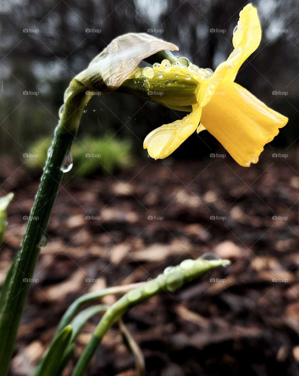 daffodil close up
