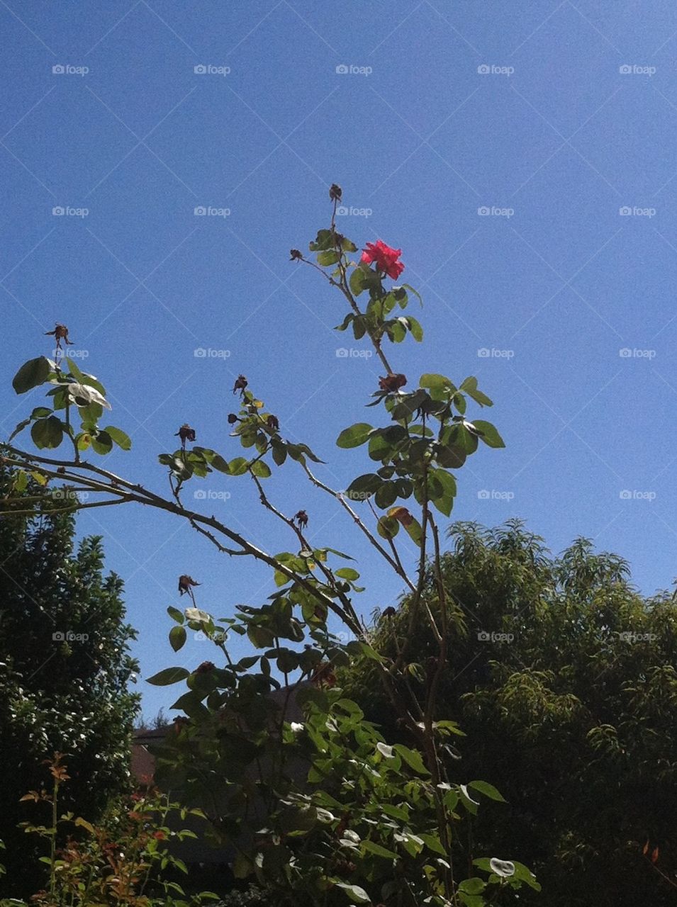 sky nature red rose by Peppermint