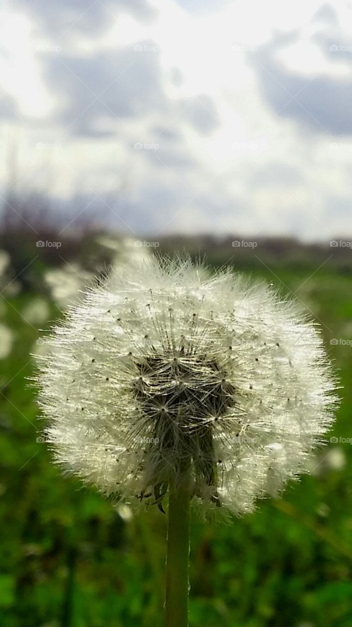 Puff. Seeds of weeds...ready to go!