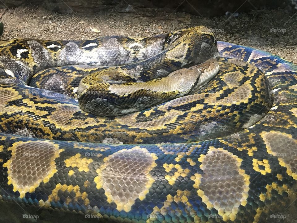 Coiled up python at the zoo.