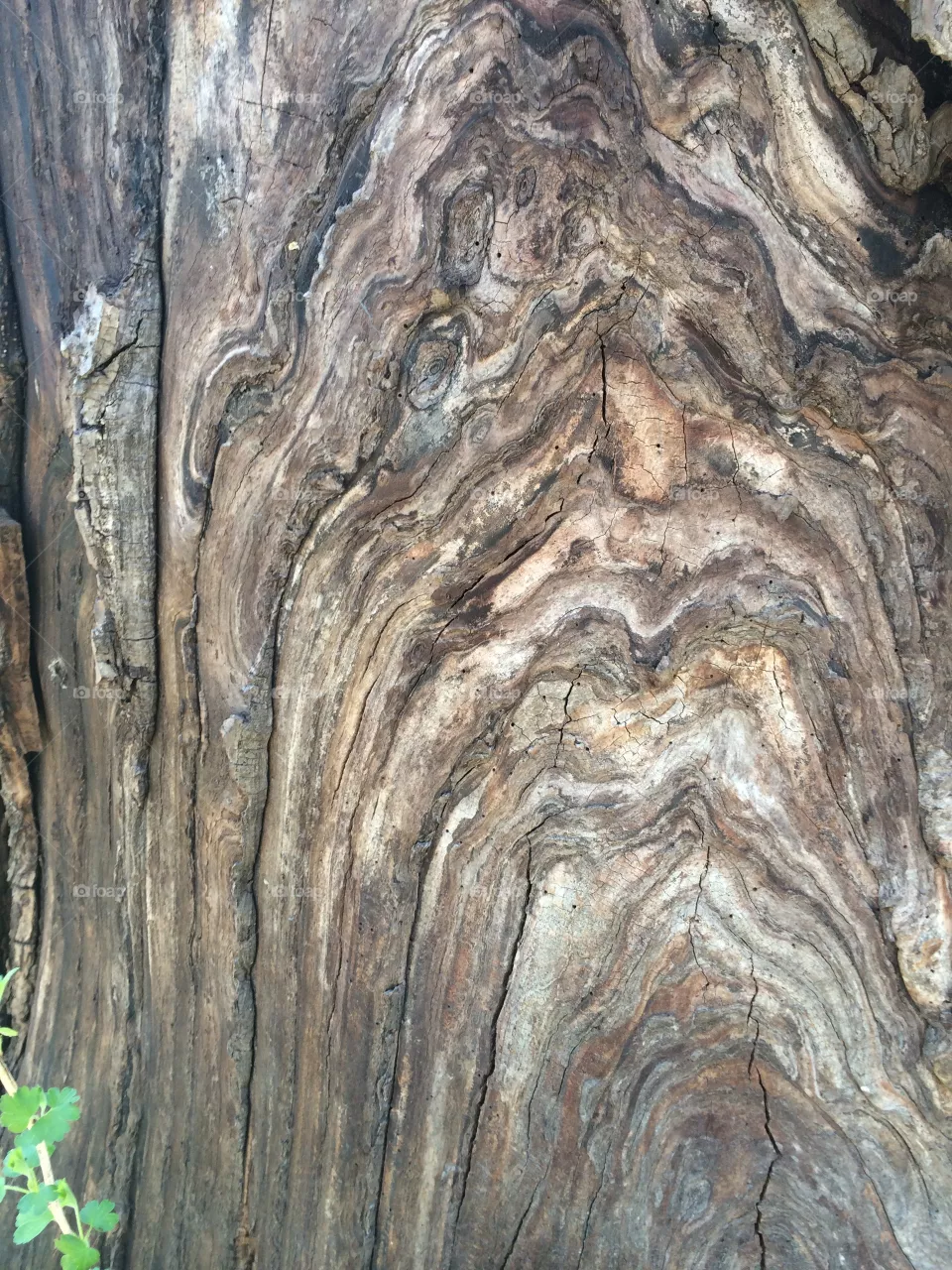 Wood