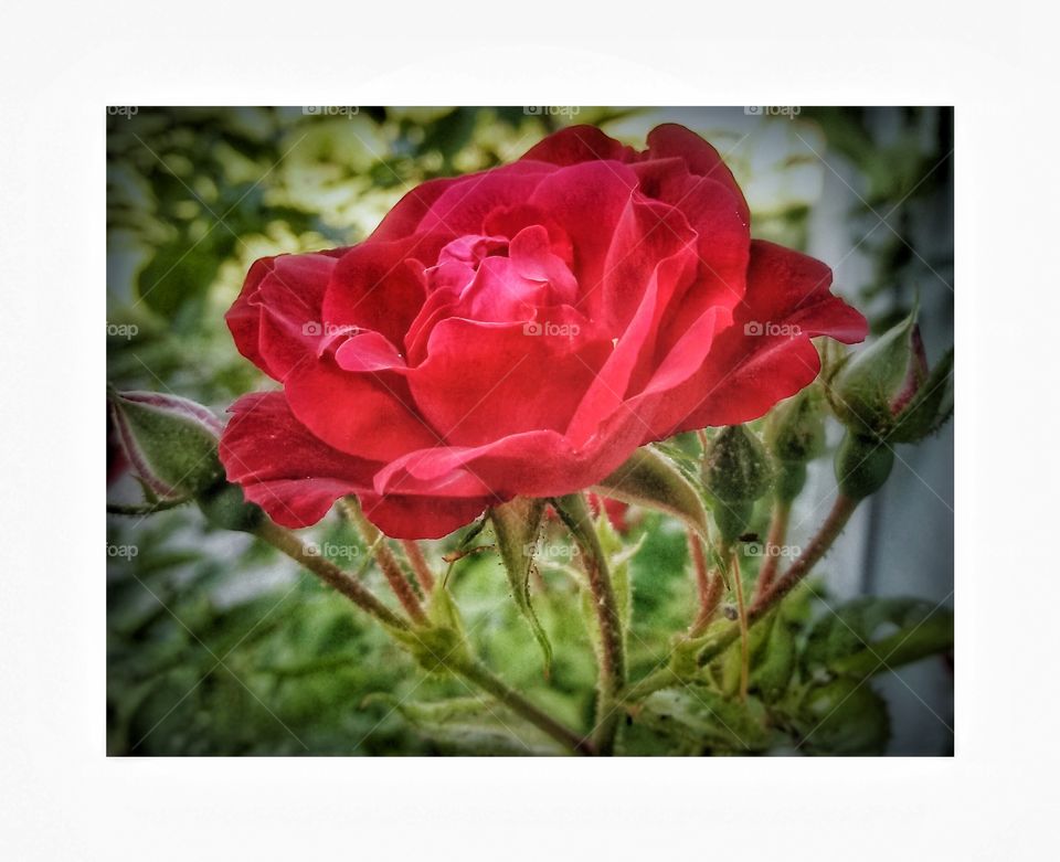 blossom red rose