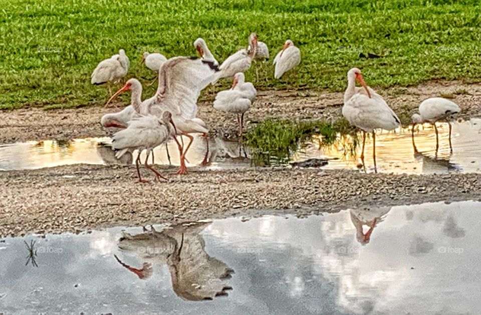 NIGHTLY WATERING HOLE