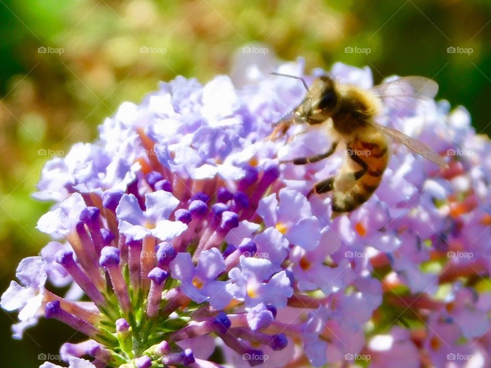 A Bee collecting nectar
