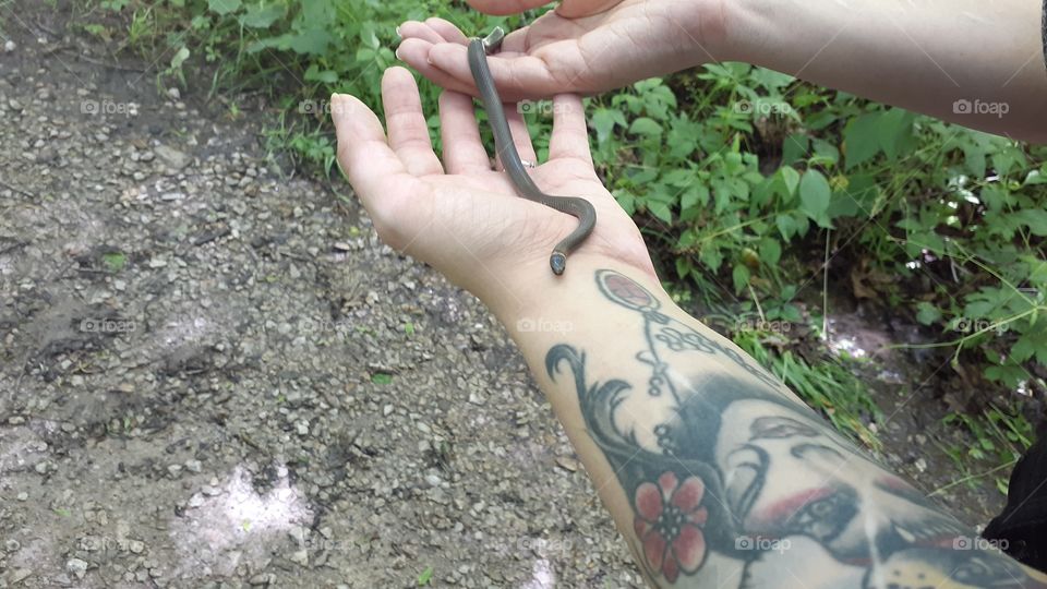 Holding a Ringneck Snake