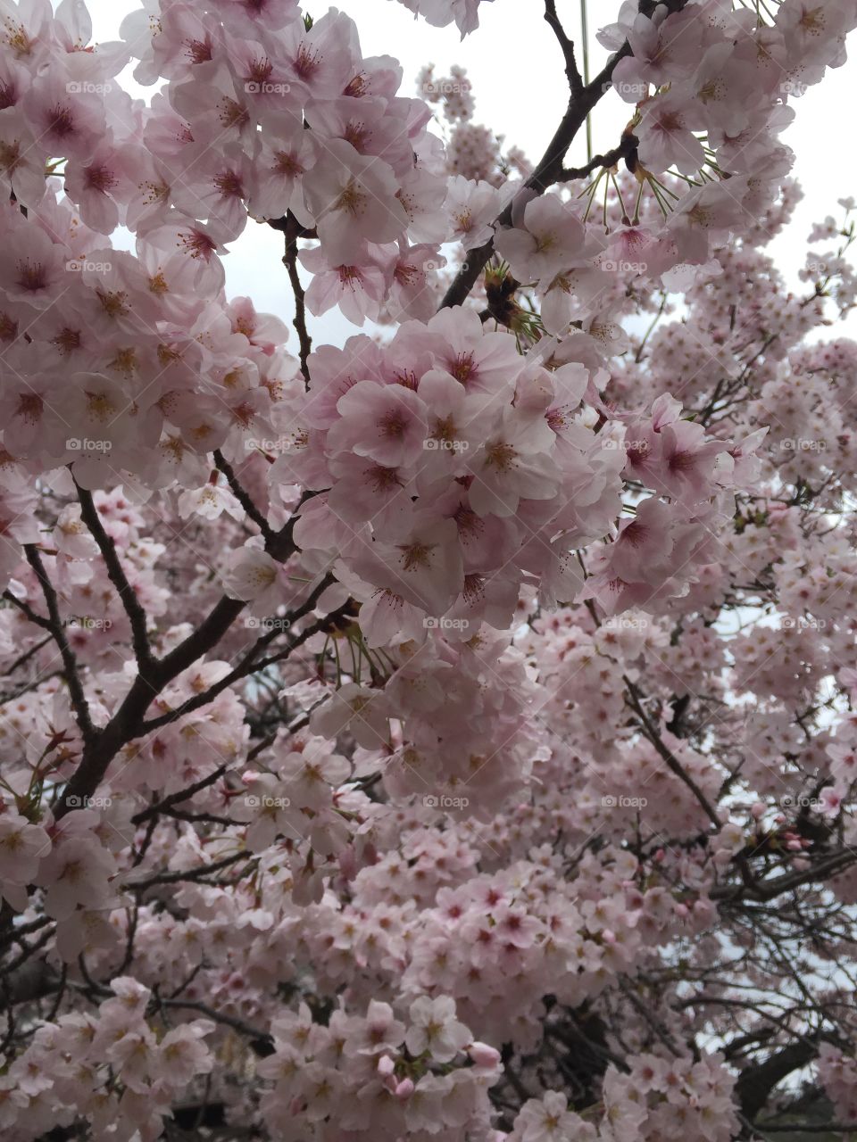 Cherry blossoms in rain