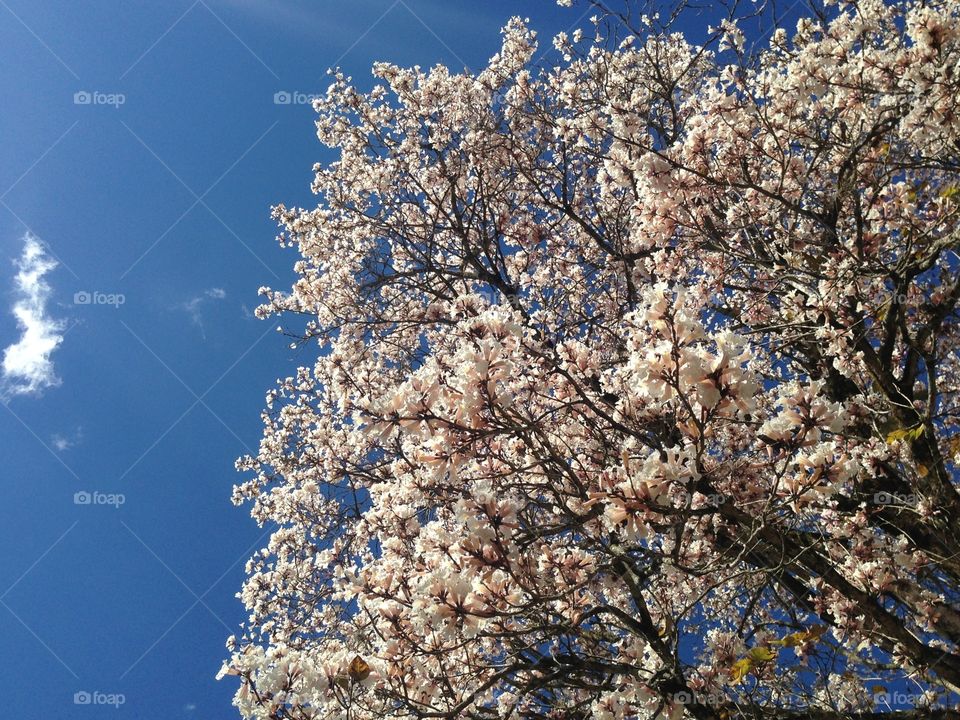 Cherry blossom in springtime
