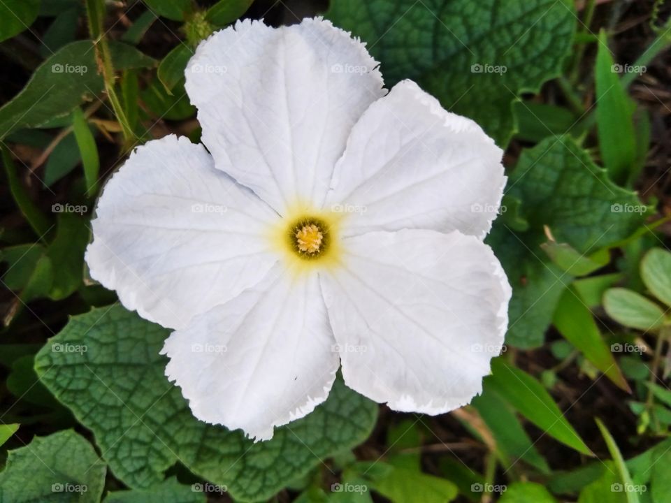 White flower.