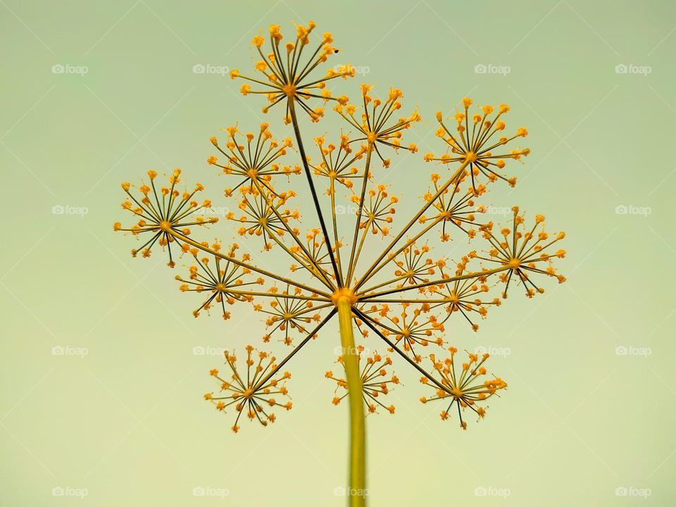 A close shot of a Anethum graveolens plant on a sky