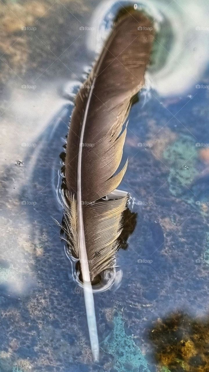 feather gentley drifting on water