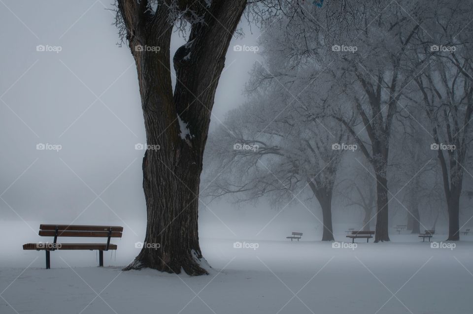 Winter fog and hoar frost in the park