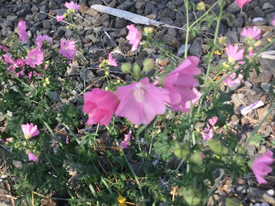 Wild Pink Flowers