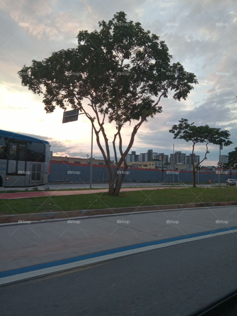 A árvore e o por do Sol