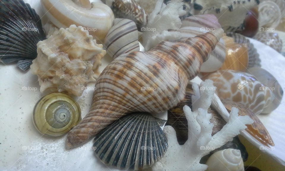 shells on shells with coral