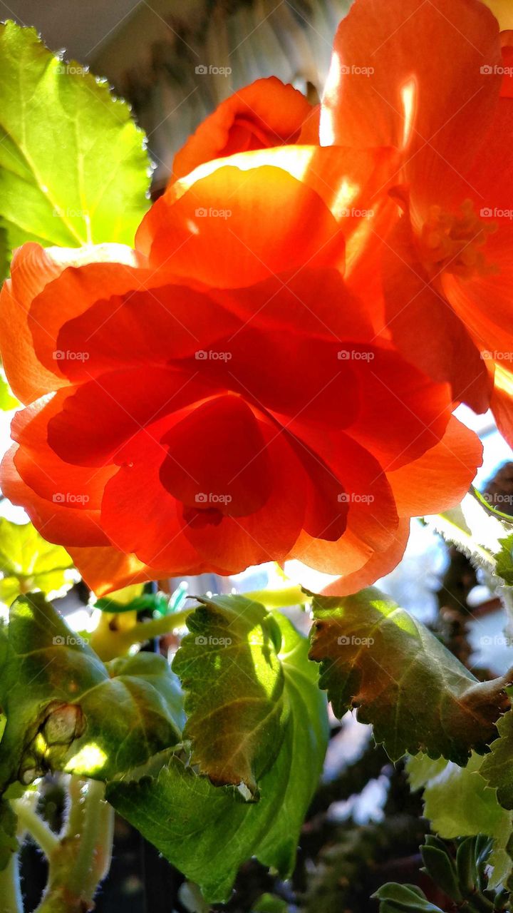 Translucent abstract of color and nature.