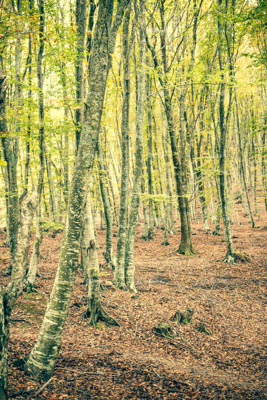 Green forest in autumn