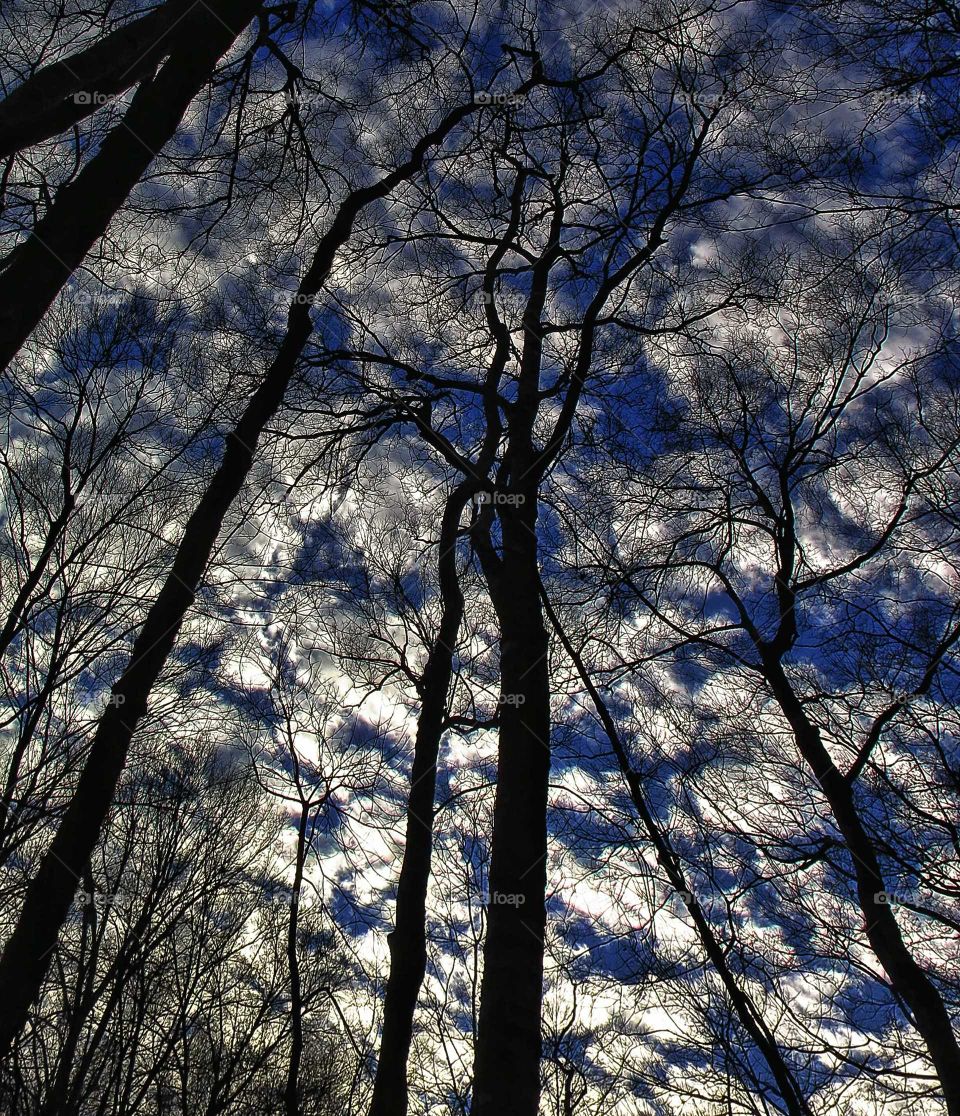Forest sky